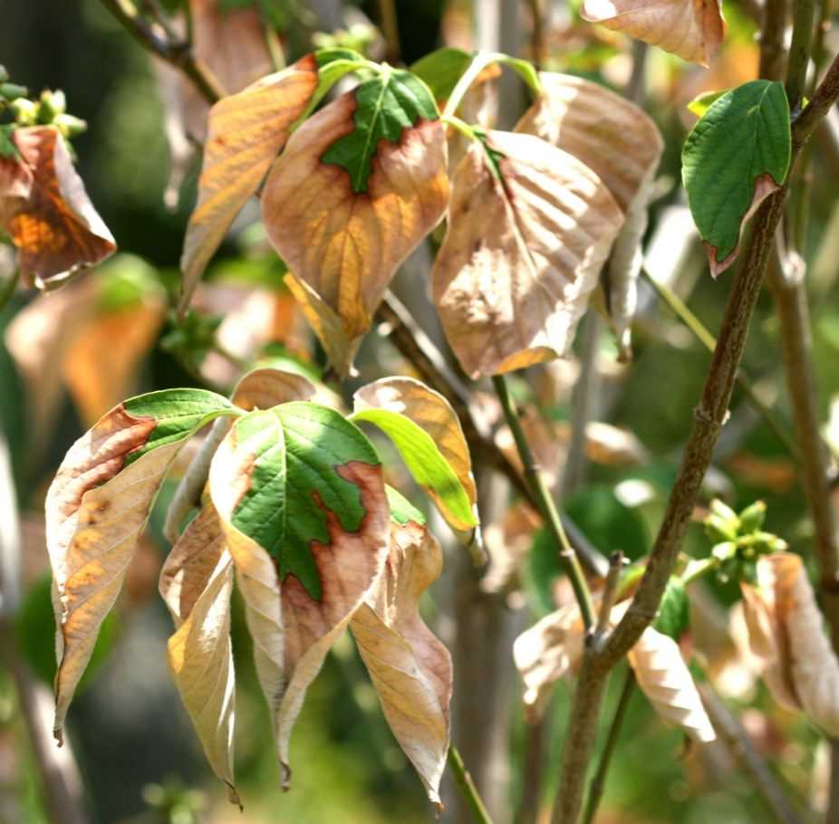 All You Need to Know About Dogwood Tree Leaves - Expert Guide