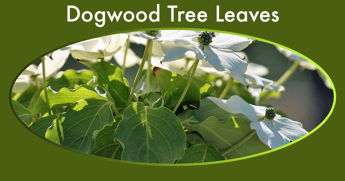 All You Need to Know About Dogwood Tree Leaves