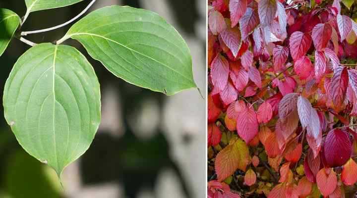 Understanding Dogwood Tree Leaves