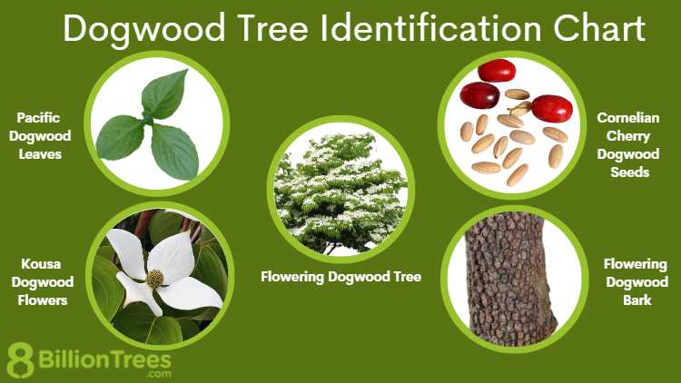 Caring for Dogwood Tree Leaves