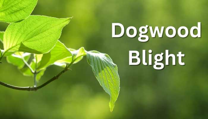 Watering Dogwood Tree Leaves