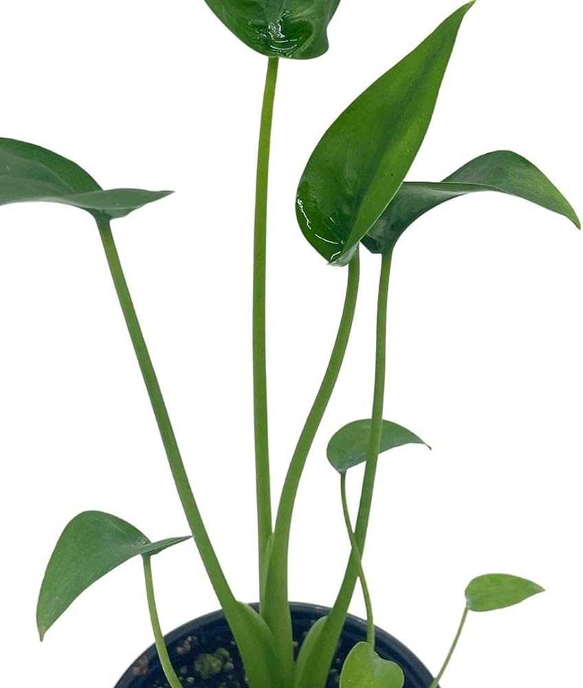 Alocasia Tiny Dancer The Perfect Houseplant for Small Spaces Alocasia Tiny Dancer The Perfect Houseplant for Small Spaces