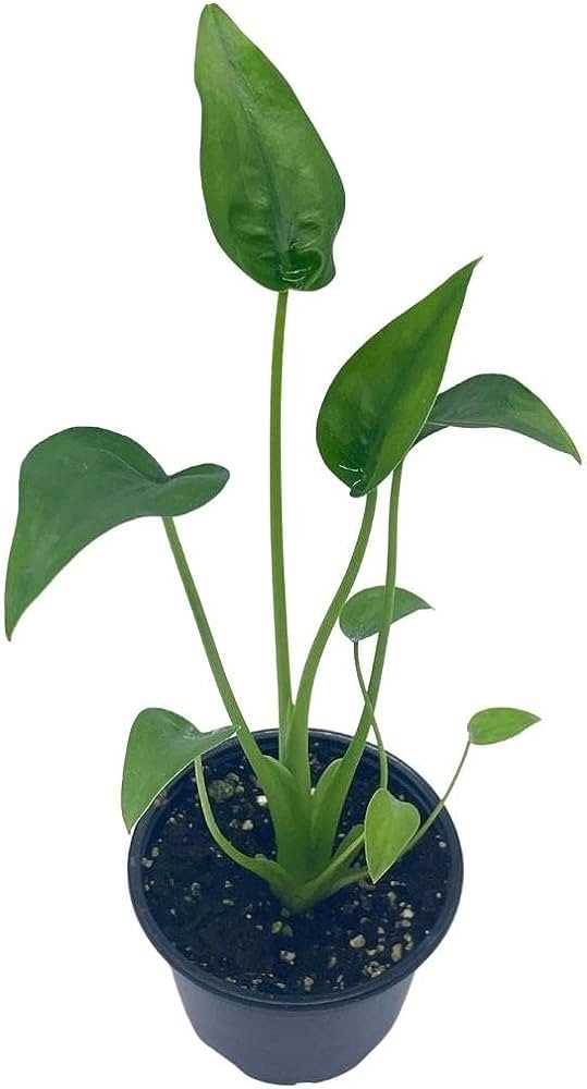 Introducing Alocasia Tiny Dancer