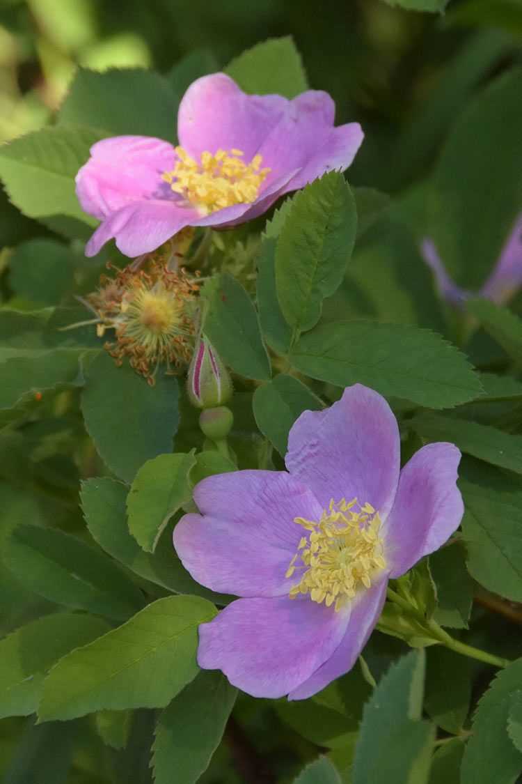 Carolina Rose A Guide to Growing and Caring for this Beautiful Flower