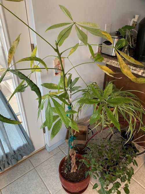 Causes of Yellowing Money Tree Leaves