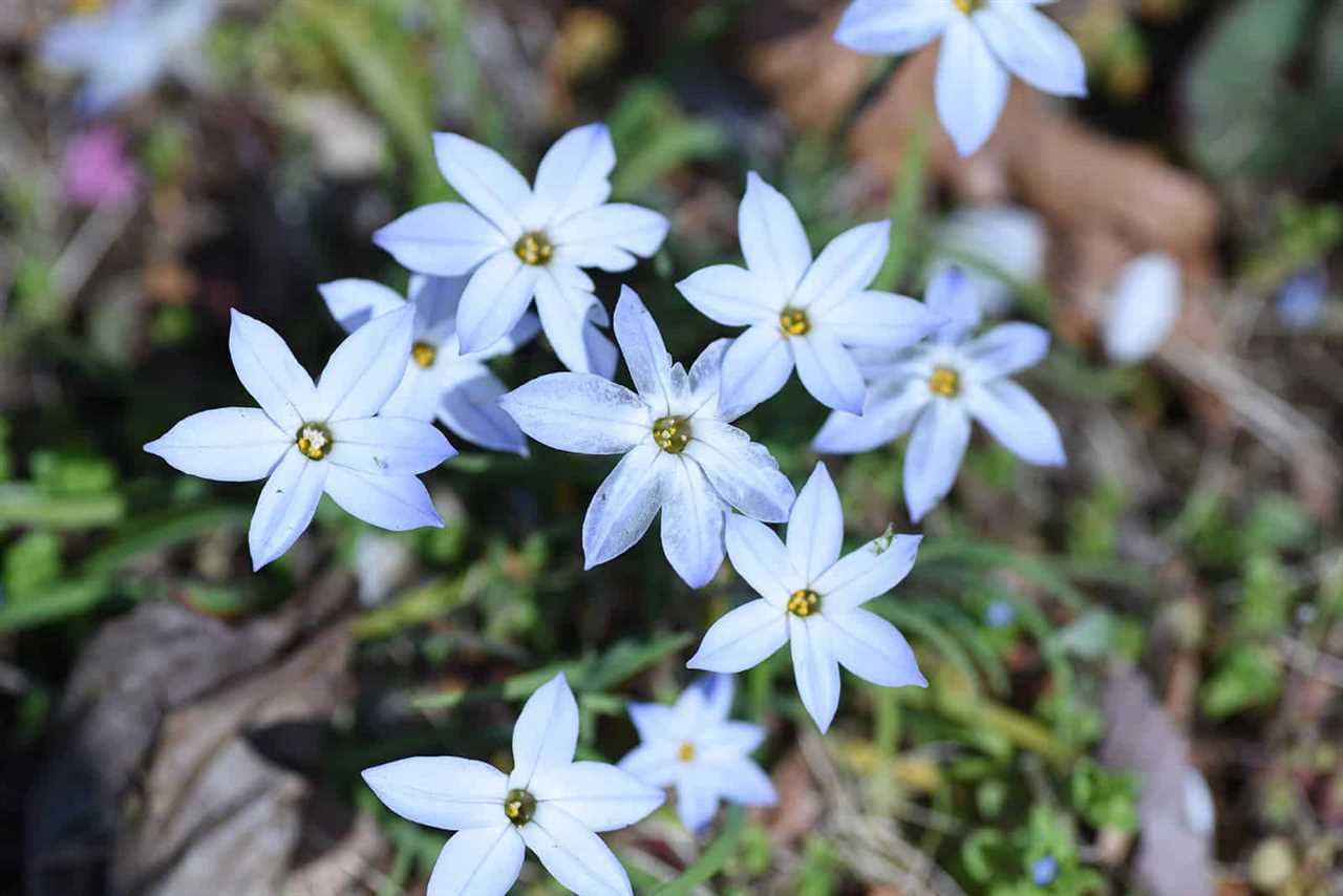 Discover the Beauty of Star Flowers A Guide to the Most Stunning Varieties