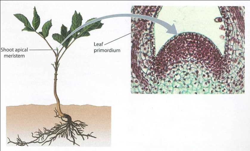 All About Plant Shoots Types, Functions, And Growth [Updated August 2024 ]