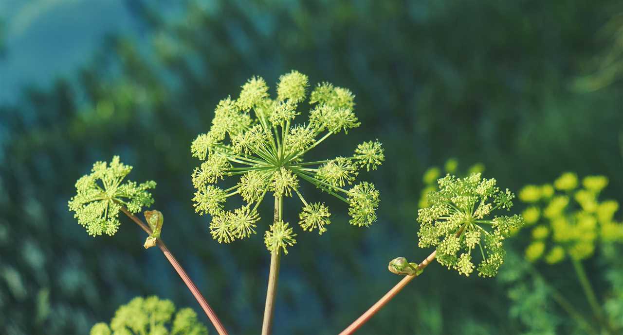 Angel Plant A Guide to Growing and Caring for Angelica