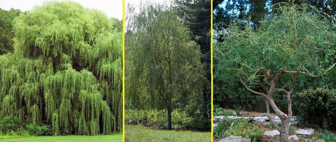 Corkscrew Willow A Unique and Beautiful Tree for Your Garden