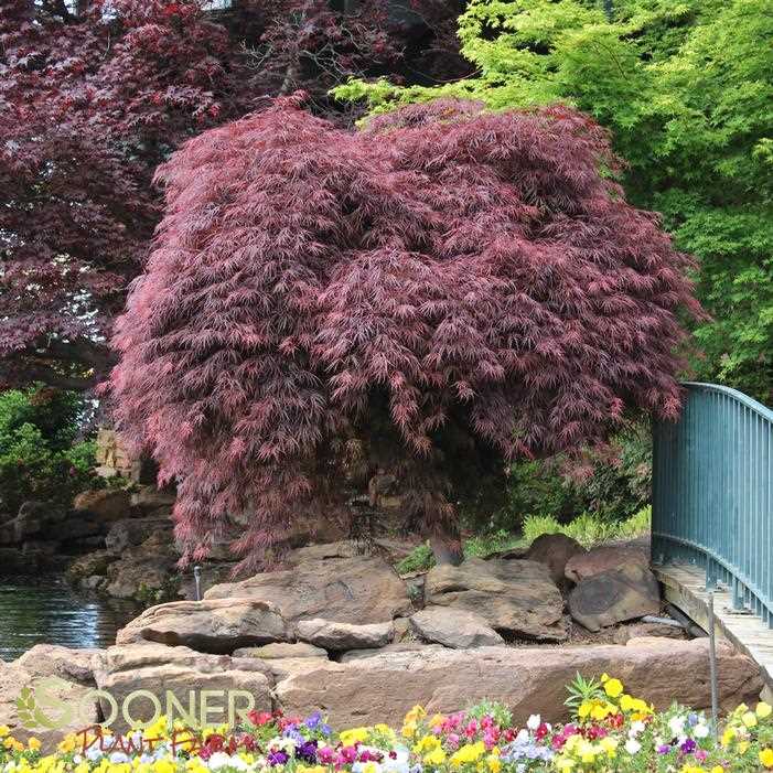 Crimson Queen Japanese Maple A Stunning Addition to Your Garden