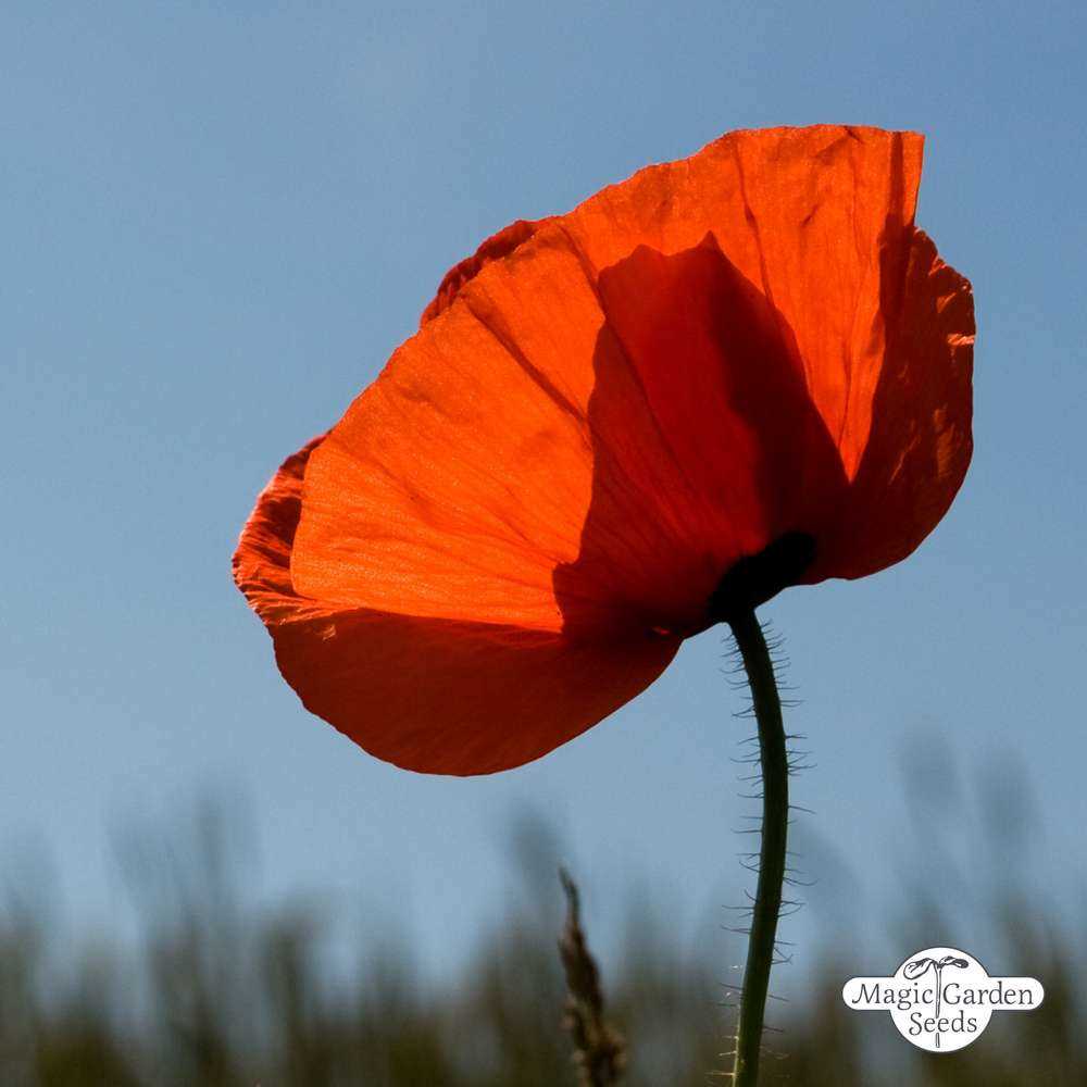 What is Papaver rhoeas?