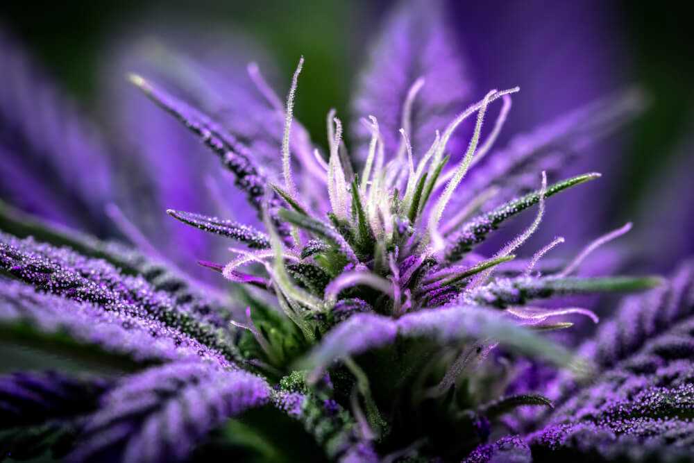 Discover Stunning Weed Pictures
