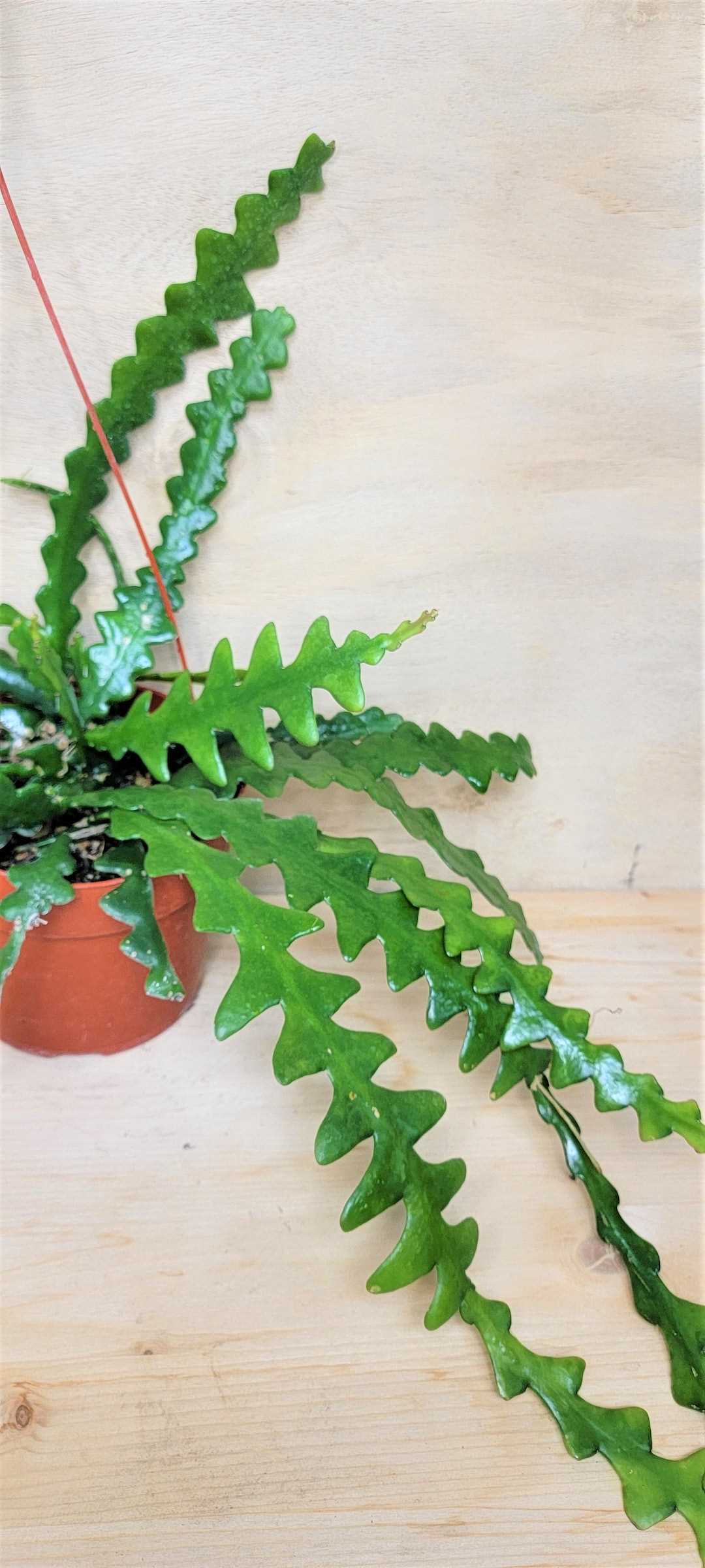Caring for your Zig Zag Cactus