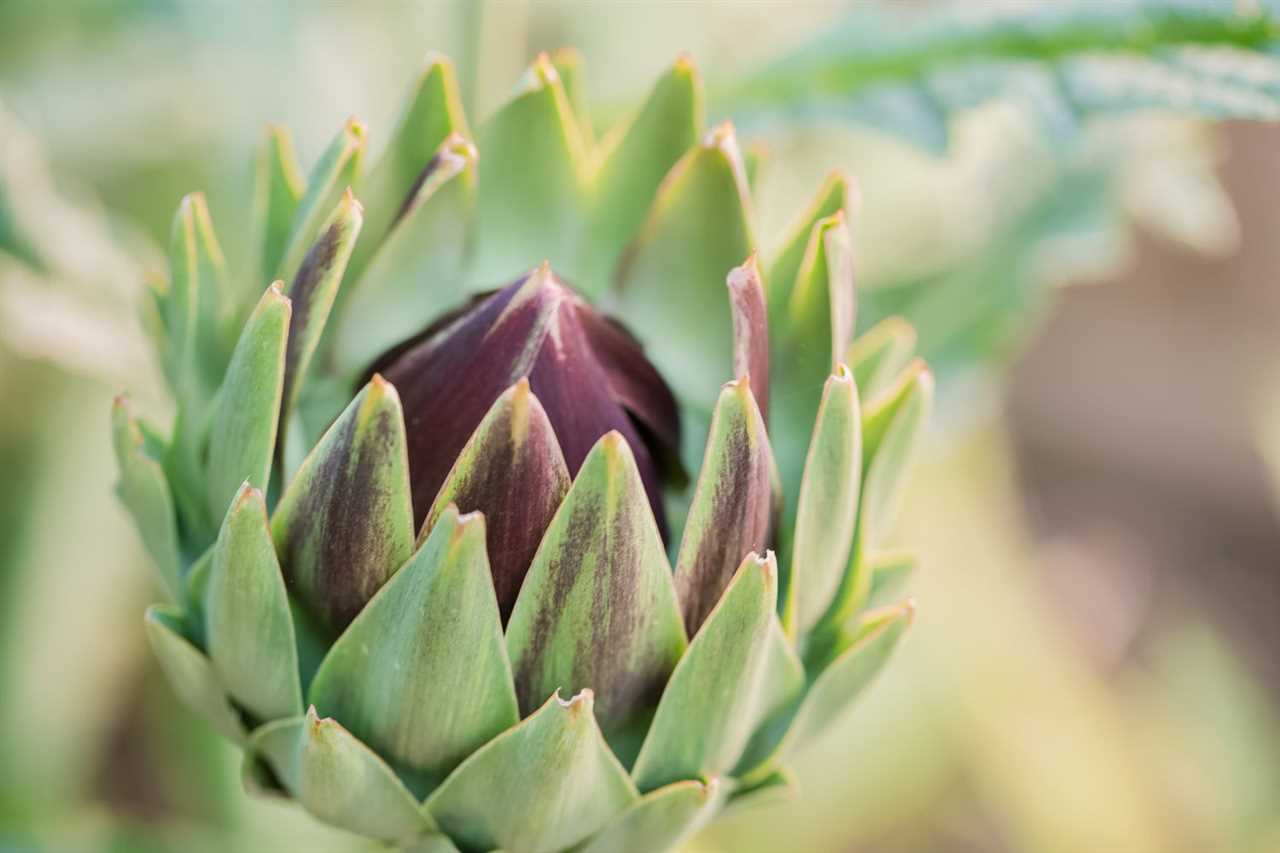 Experience The Stunning Beauty Of Artichoke Bloom A Comprehensive