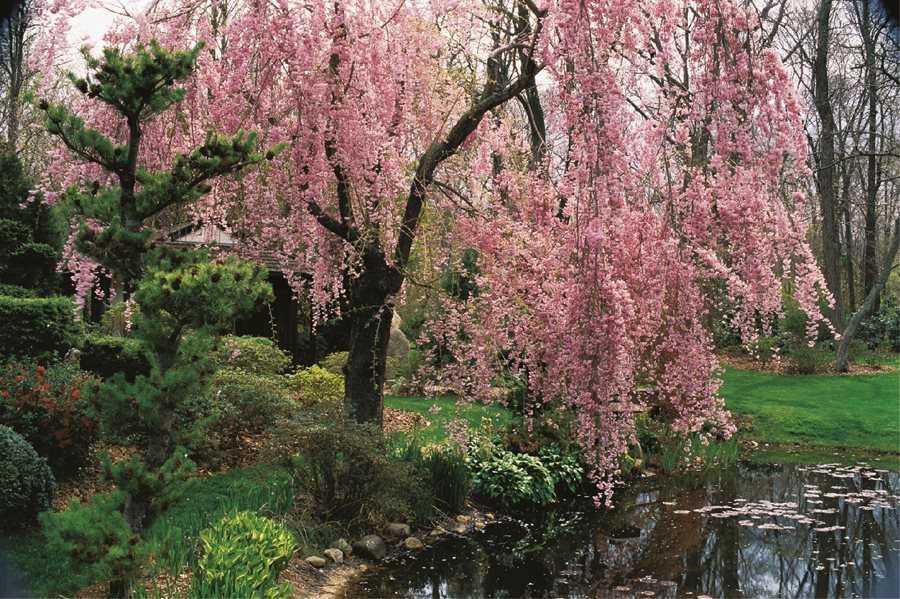 Discover the Beauty of Weeping Yoshino Cherry Tree