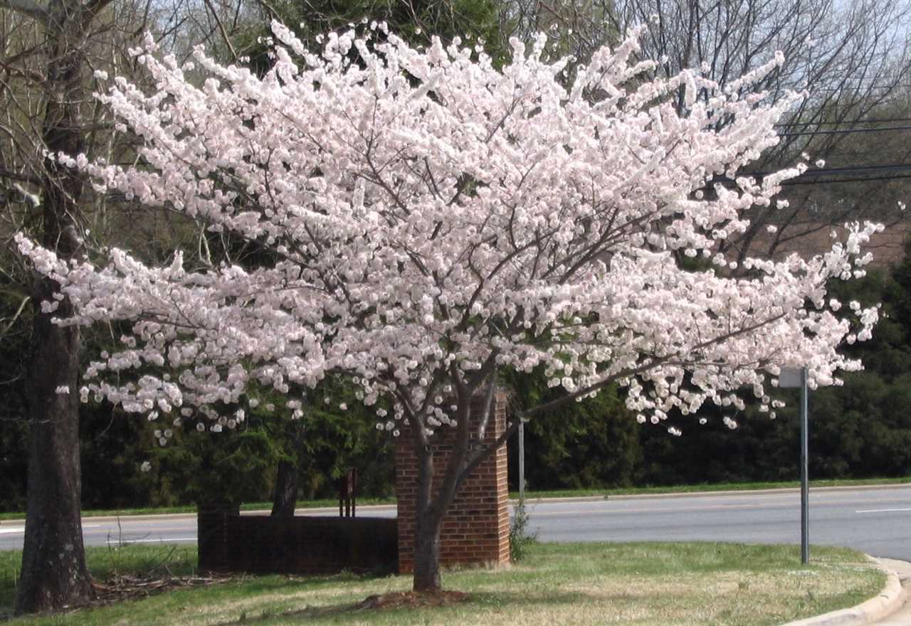 Choosing the Right Location for Your Weeping Yoshino Cherry Tree