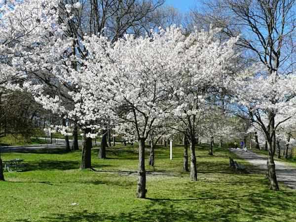 Planting and Watering Tips for Weeping Yoshino Cherry Tree