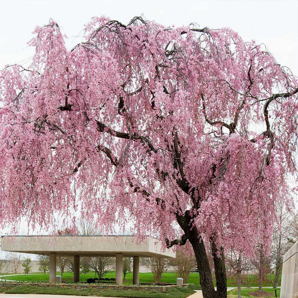Benefits of Weeping Yoshino Cherry Tree