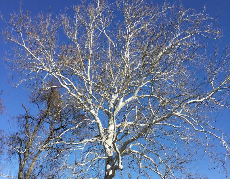 The Significance of Winter Trees in Landscaping