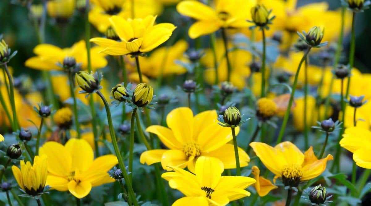 Popular Varieties of Yellow Spring Flowers