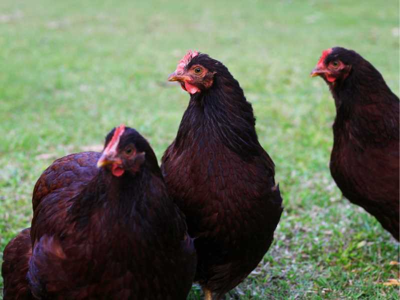Discover the Benefits of Raising Small Chickens for Your Backyard Discover the Benefits of Raising Small Chickens for Your Backyard