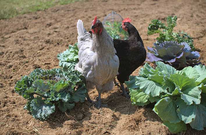 Feeding and Watering