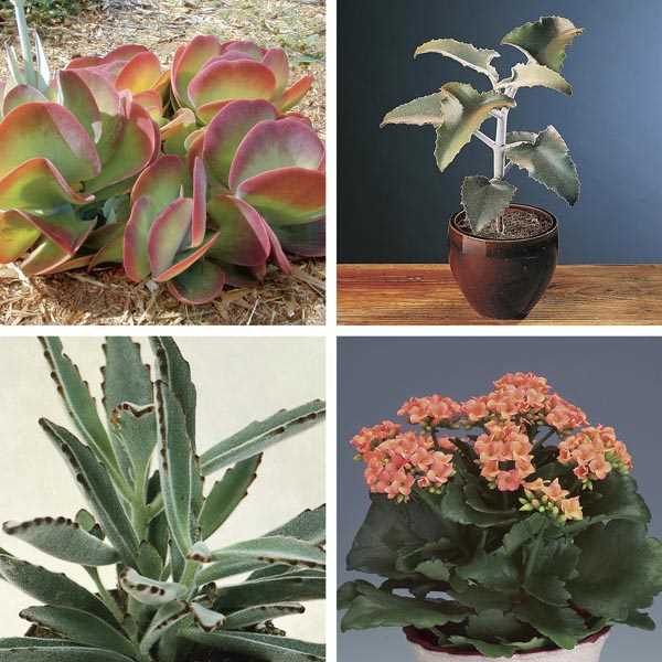 Discover the Different Types of Kalanchoe Plants | Kalanchoe Types Guide