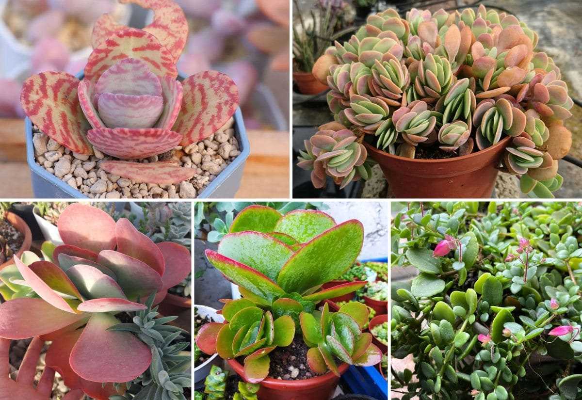 Discover the Different Types of Kalanchoe Plants - Kalanchoe Types Guide