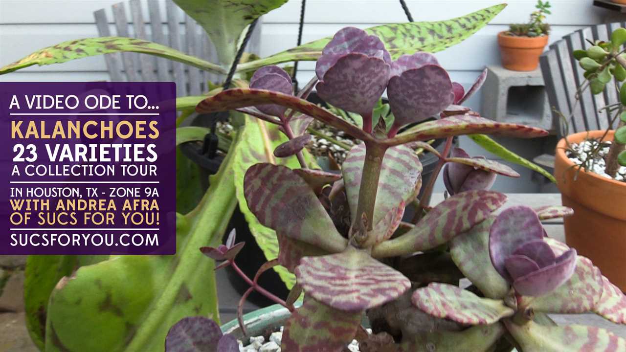 Types of Kalanchoe Plants