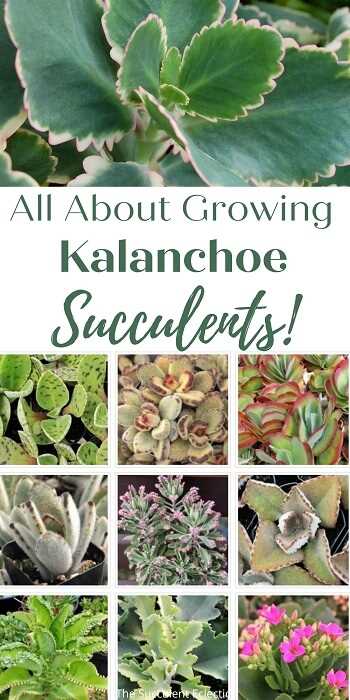 Characteristics of Kalanchoe Blossfeldiana