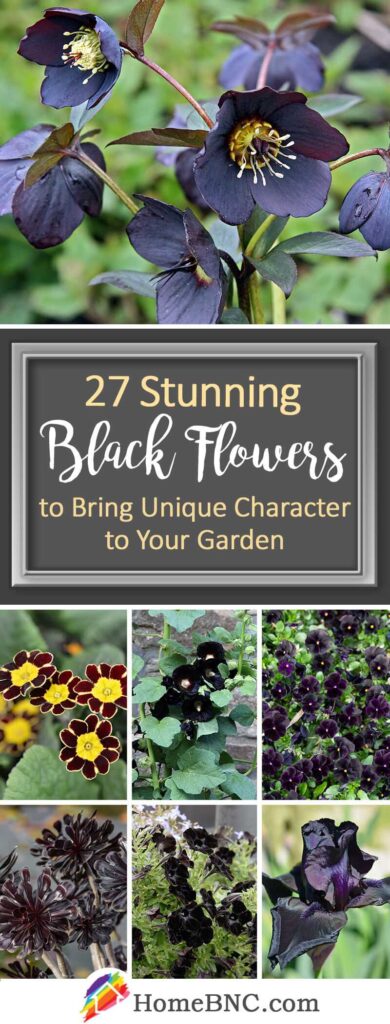 Explore Enigmatic And Exquisite Black Flower Names For Your Garden ...