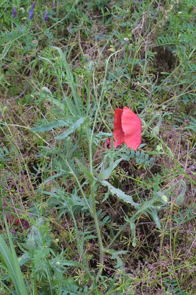 Everything You Need to Know About Papaver rhoeas