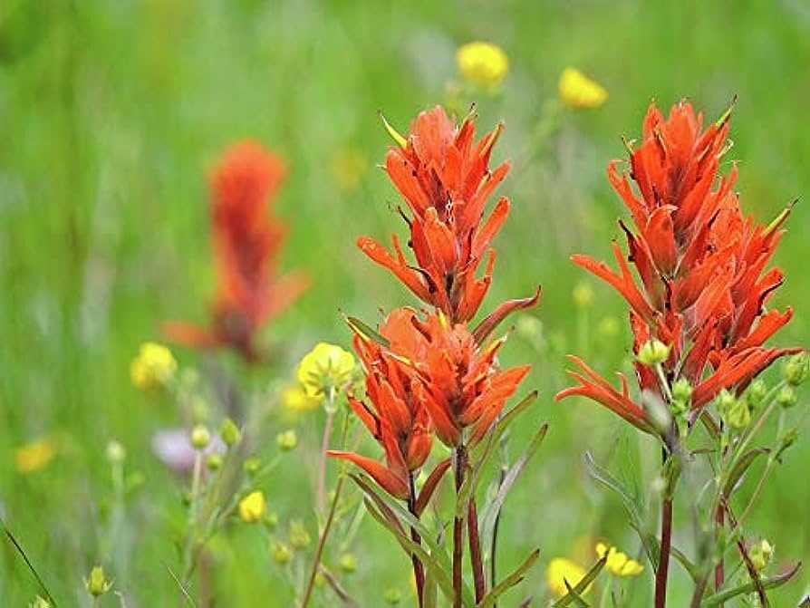 Indian Paintbrush A Beautiful Wildflower Native to North America