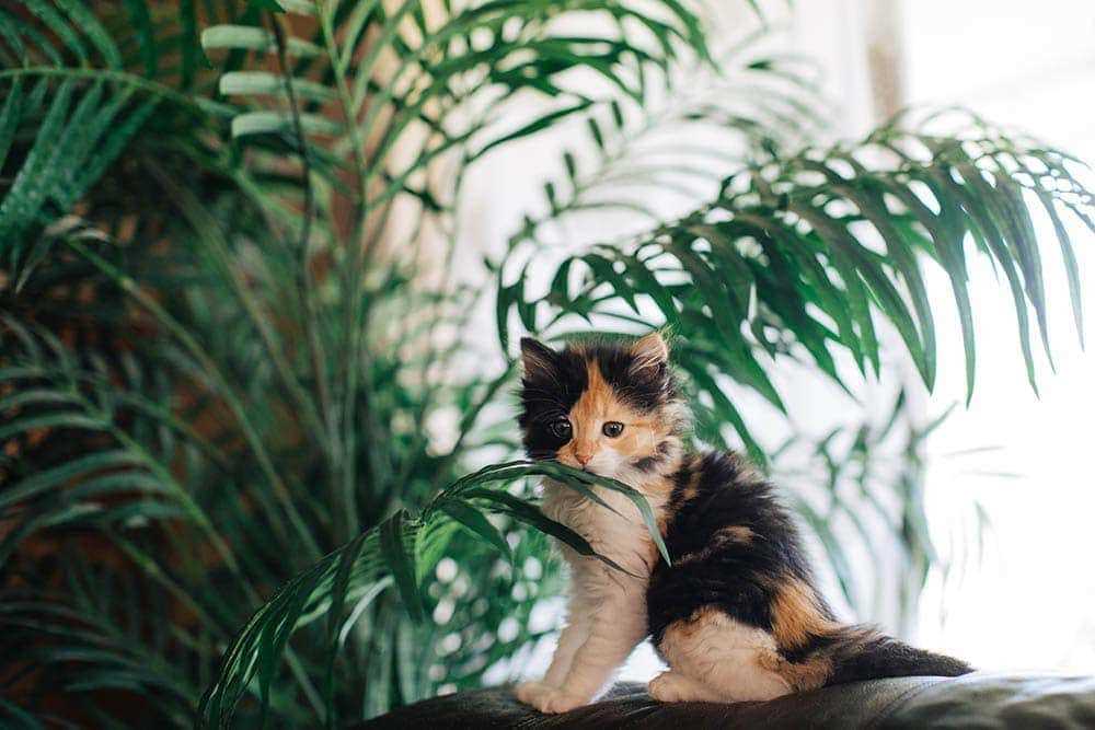 Are Majesty Palm Cats Safe For Your Feline Friends? Expert Advice