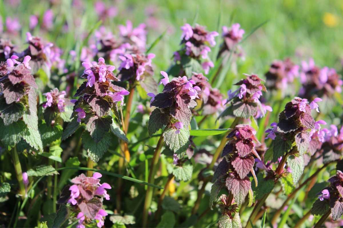 Purple Dead Nettle Uses Discover The Many Benefits Of This Medicinal