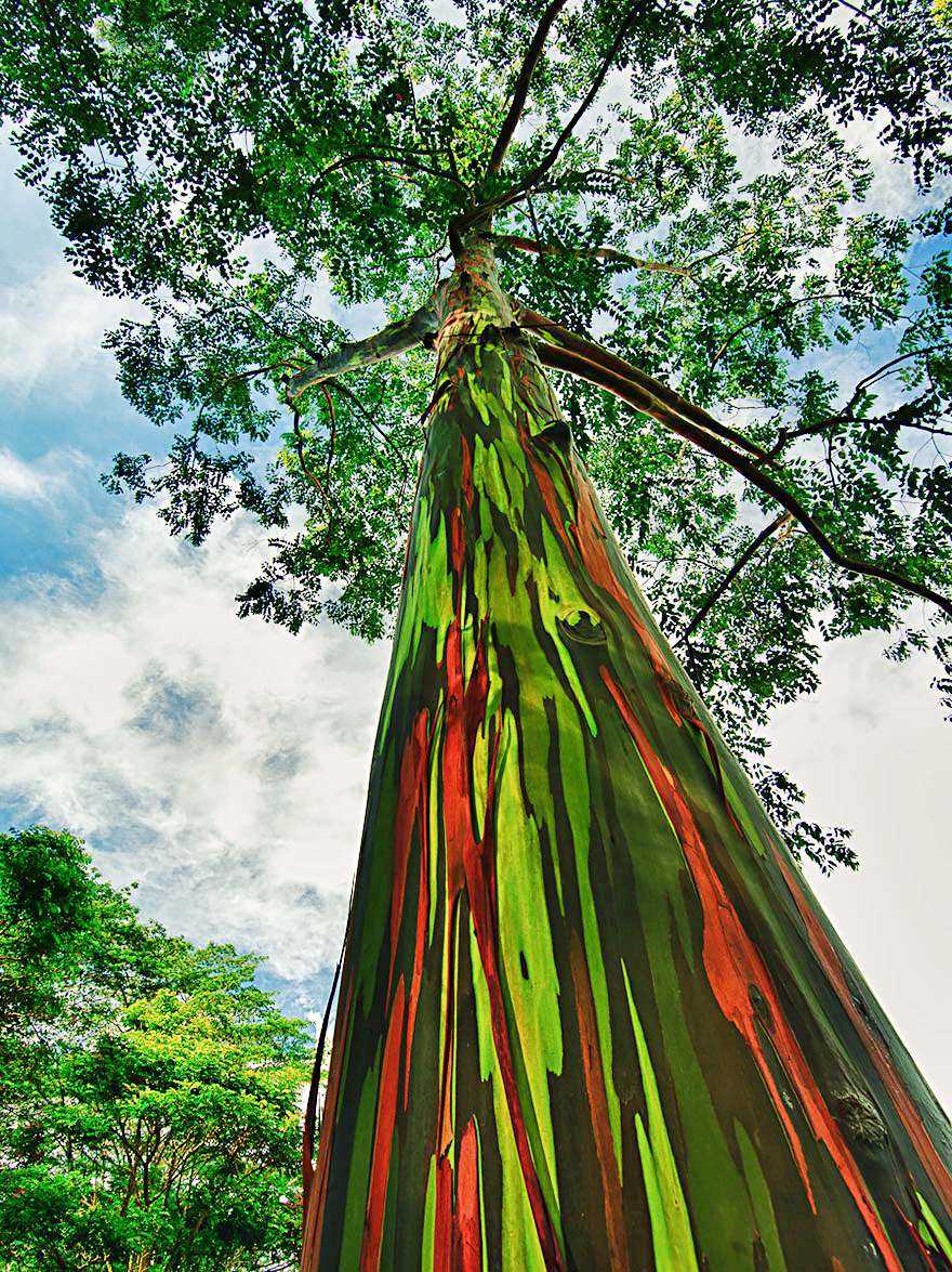 Rainbow Tree Hawaii: Discover The Colorful Wonder Of Nature - [Updated ...