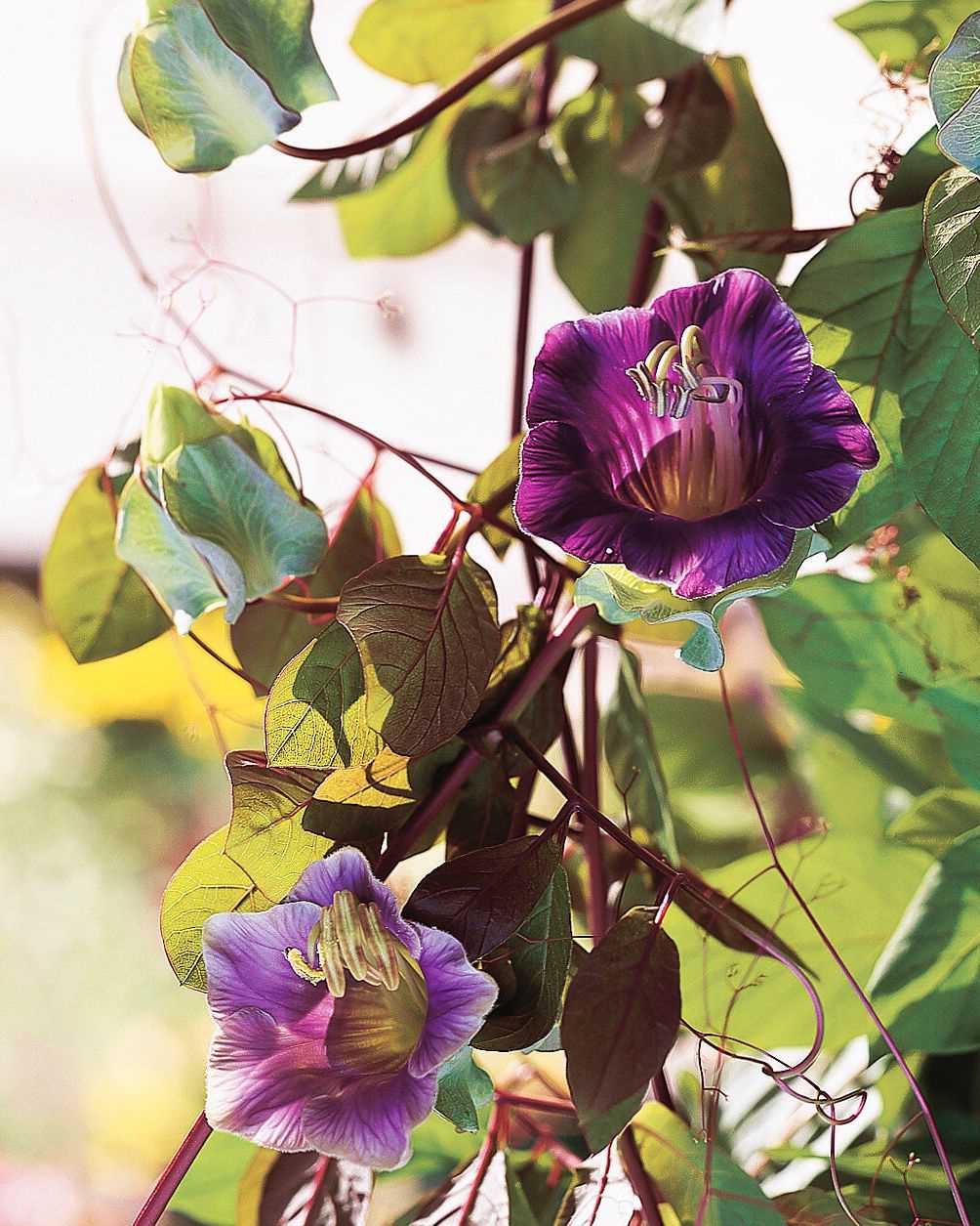 Caring for a Vine with Purple Flowers