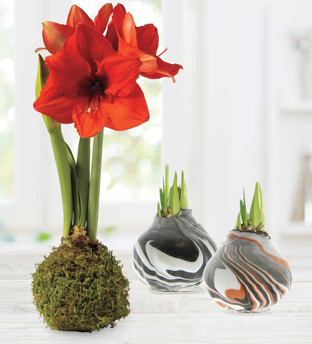 Waxed Amaryllis Bulbs How To Care For And Display These Beautiful