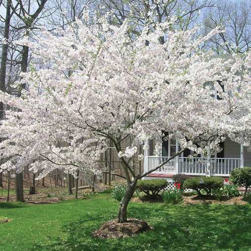 Weeping Yoshino Cherry Tree A Beautiful Addition to Your Garden