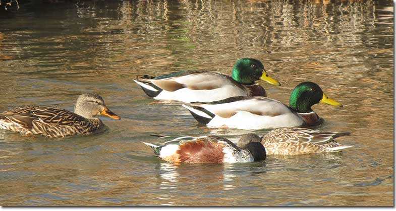 What Is A Group Of Ducks Called? Exploring The Fascinating Names For ...