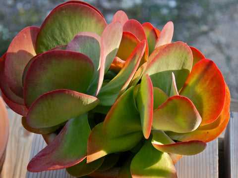 All About Paddle Plant A Guide to Growing and Caring for Paddle Plants