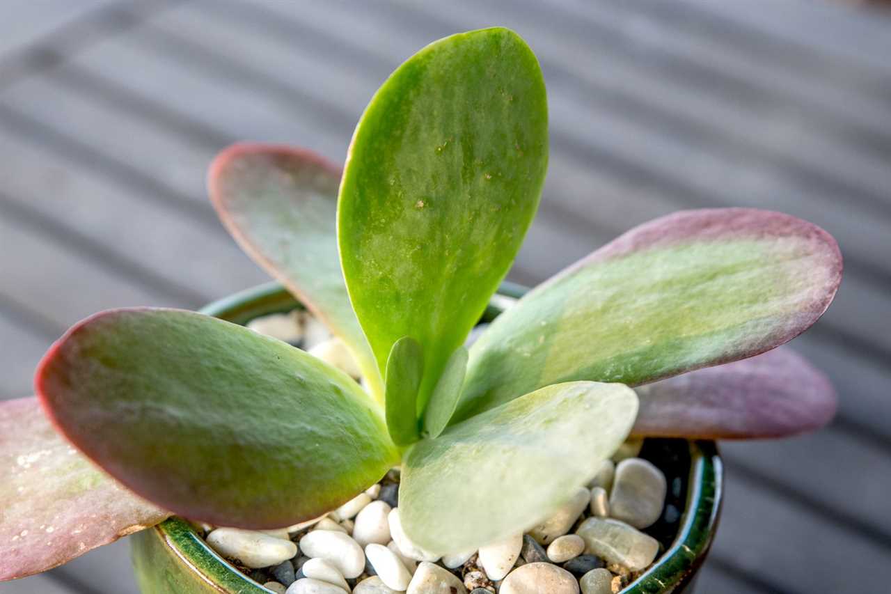 Why Choose Paddle Plants?