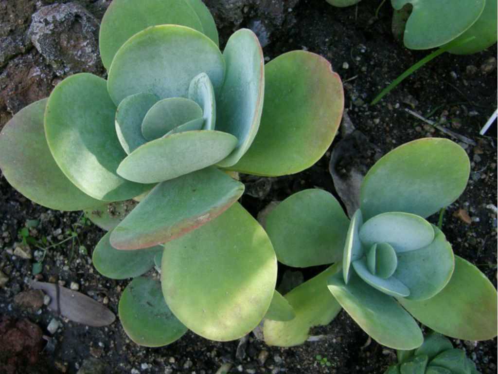 Benefits of Growing Paddle Plants