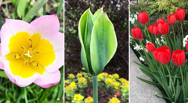 Understanding Tulips as Perennial Flowers
