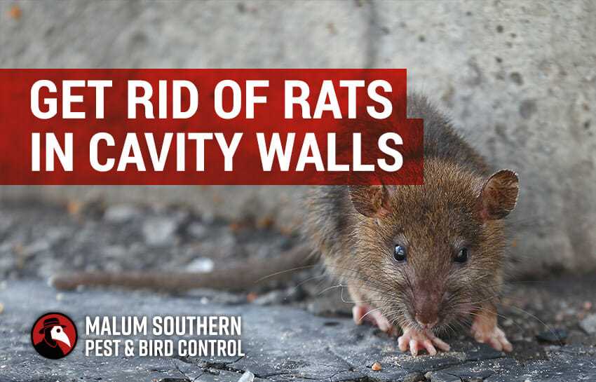 Dealing with Rats in Walls Tips and Tricks for Effective Rat Removal