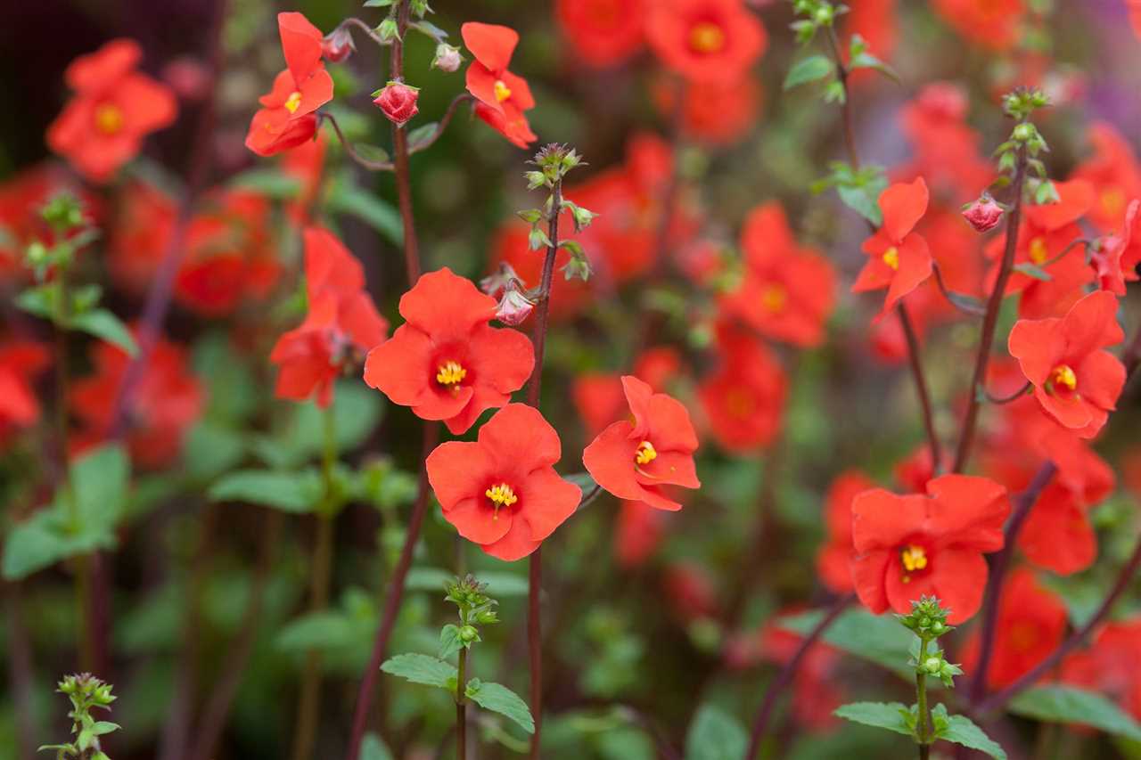 Discover the Beauty of Red Plants A Guide to Growing and Caring for Red Foliage