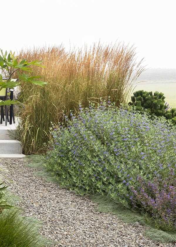 Discover the Beauty of Small Shrubs A Guide to Choosing and Caring for These Delightful Plants