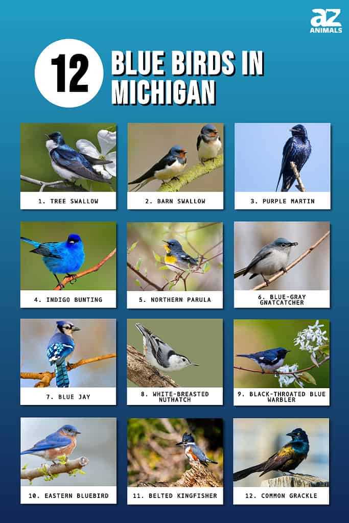 Discover the Diverse and Beautiful Birds of Michigan