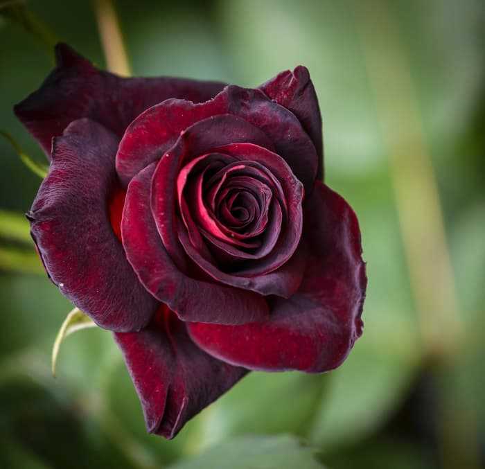 Discover the Enchanting Beauty of Black Magic Roses | The Ultimate Guide