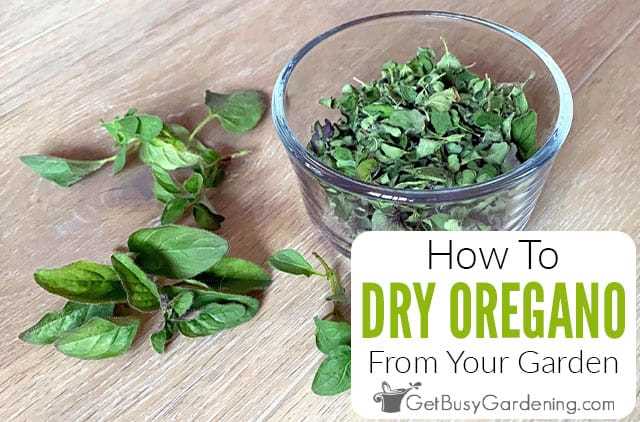 Why Dry Oregano is a Must-Have in Your Kitchen